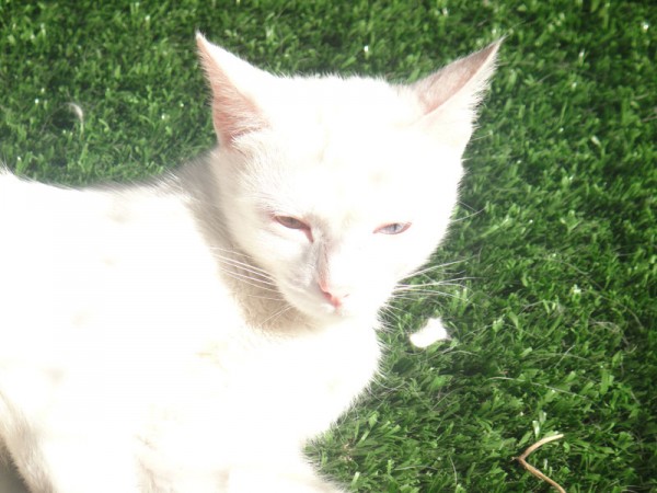 Վանայ կատու