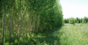 ծառահատում Թուրքիայում