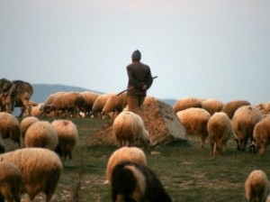 թուրք հովիվ