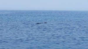 Վանա լճի հրեշ