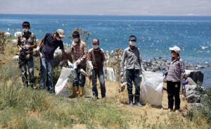 Վանա լճում ծովաորորները