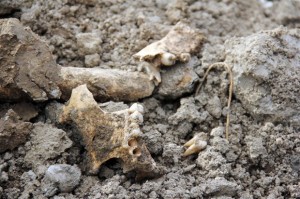 հայերի ոսկորներ