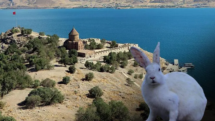 Akdamar (Ahtamar-‘Akunq’ web sitesi) Adası’nda ‘tavşan’ zararı! Sayıları hızla artıyor