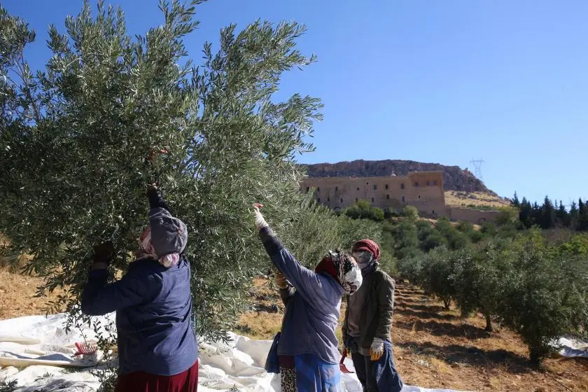 Mardin’de asırlık zeytinlerin geni, tarihi manastırın bahçesinde korunuyor
