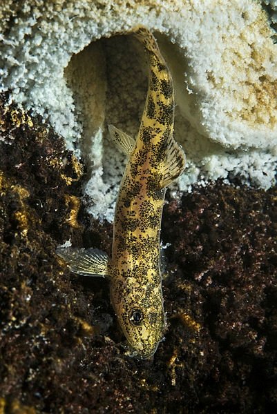 Van Gölü’nde yeni bir balık türü keşfedildi