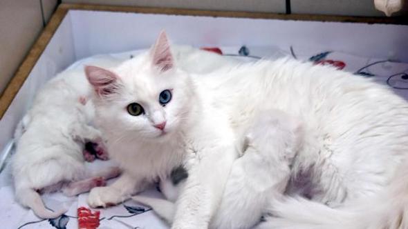 2019 yılının ilk Van kedileri doğdu