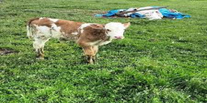 Hozat Yenidoğdu Köyü