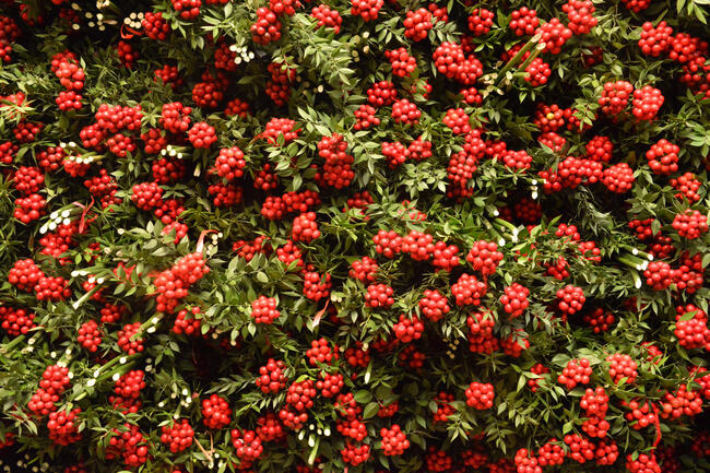 Avrupa’ya yılbaşı çiçekleri Türkiye’den gönderiliyor