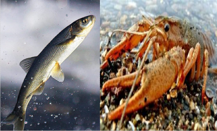 Van Gölü’nde yeni tehlike; tatlı su ıstakozu