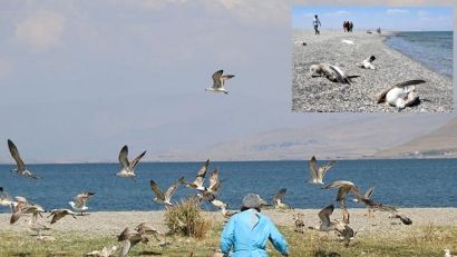 Van’da martı ölümlerinin nedeni belli oldu