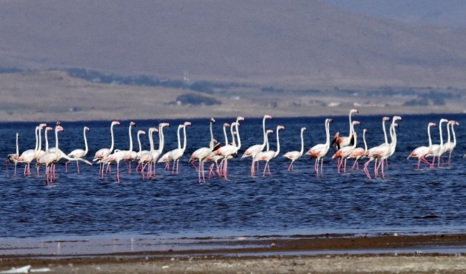 Van Gölü binlerce flamingoya ev sahipliği yapıyor