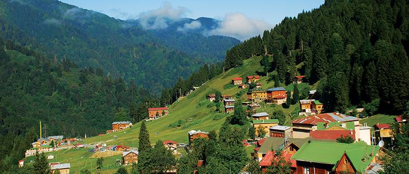 Yeşilin Hemşincesi Yeşildir!