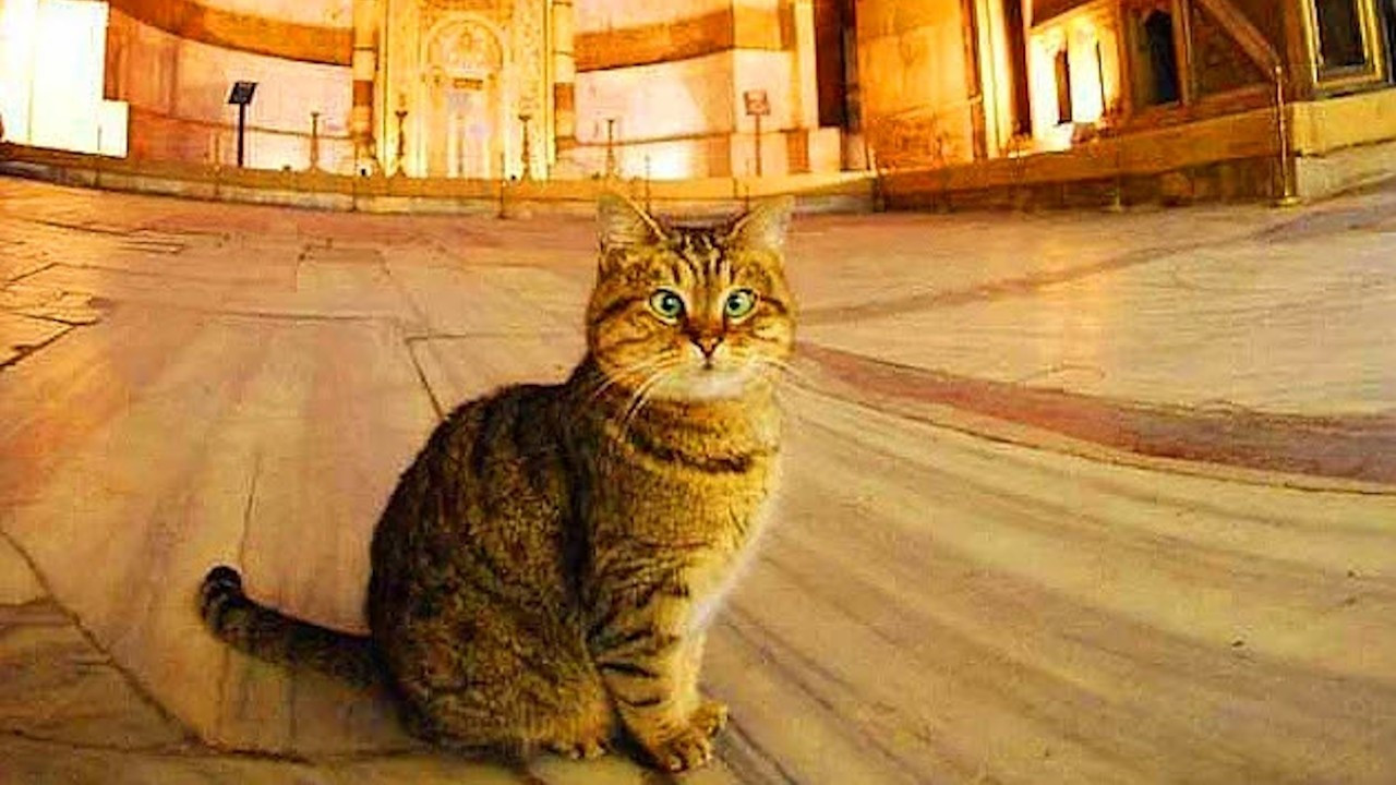 Ayasofya’daki değişim kedi Gli’nin sağlığını bozdu