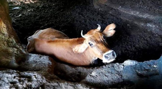 Bizans döneminden kalan kiliseyi ahıra çevirdiler