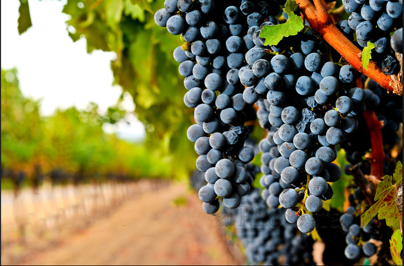 New York Times’ın ünlü şarap eleştirmenine göre Ermeni Areni üzümleri daha fazla tanıtılmalı