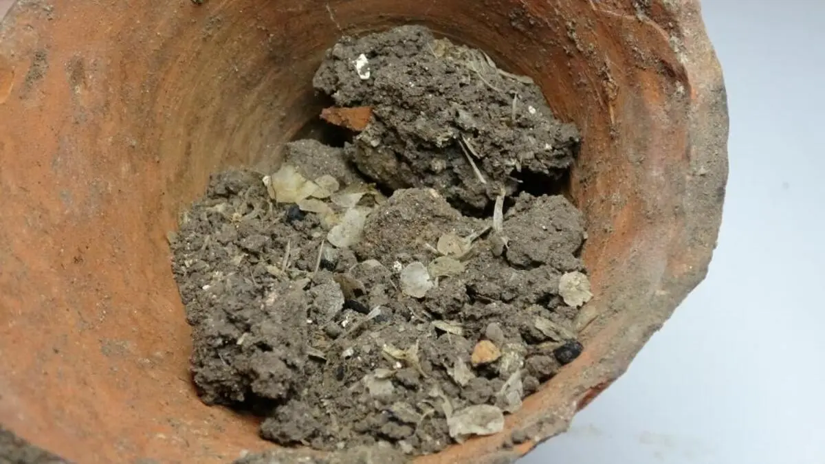 Assos Ören Yeri’nde amfora içinde 1600 yıllık balık kılçığı ve pulları bulundu