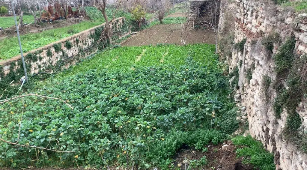 Tarihi Yedikule bostanları bir kez daha yok olma riskiyle karşı karşıya