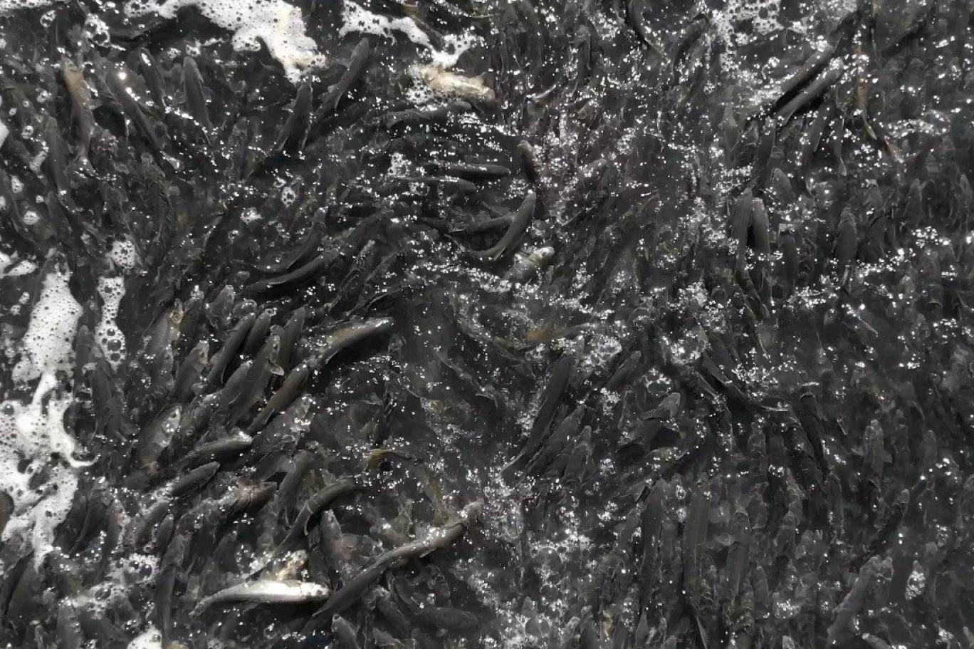 Van’ın tek endemik balık türü bu yıl göçemedi: İnci kefali, tarihin en kötü sürecini yaşıyor