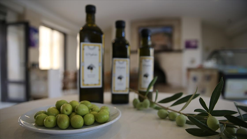 Deyrulzafaran Manastırı’nın bahçesinde yetiştirilen zeytinin hasadı verimli geçiyor