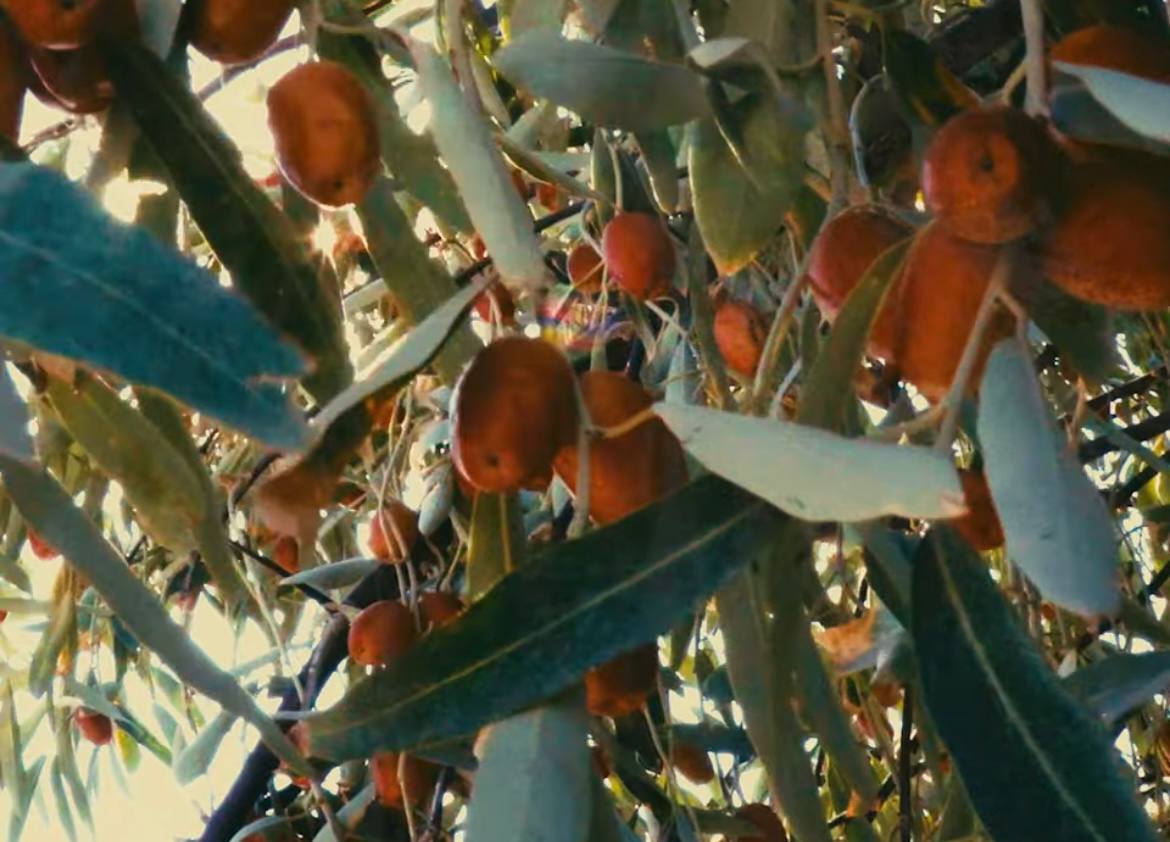 Rus yönetmen Ermenistan’ı anlatan kısa film çekti