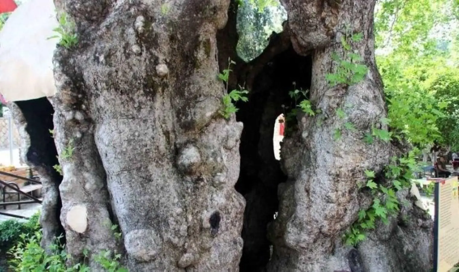 Üç bin yıllık kutsal ağaç: Musa Ağacı