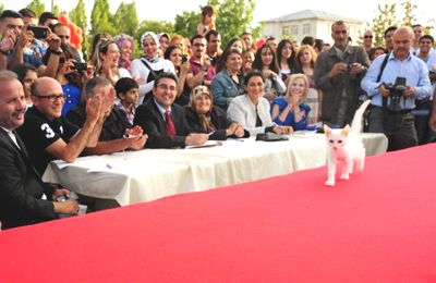 Van Kedileri Güzellik Yarışması İçin Podyuma Çıktı