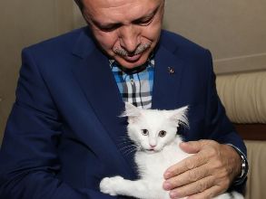 Էրդողանը Վանա կատու է սիրել
