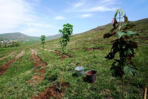 Հայկական կորսված բնակավայրերի անունով 10 նոր անտառ կհիմնվի Հայաստանում