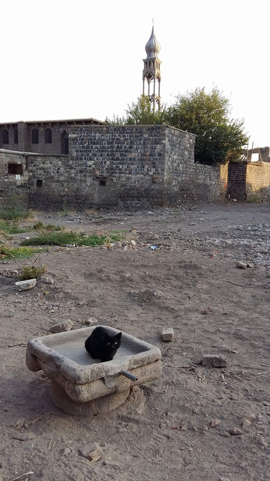 «Սև կատու, սև բախտ».  Ի՞նչ վիճակում է այսօր գտնվում Սուրբ Կիրակոս եկեղեցին. Դիարբեքիրից ներկայացնում է Akunq.net-ի հատուկ թղթակից Կարոտ Սասունյանը