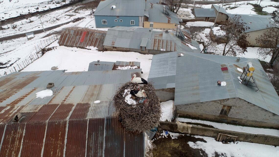 Մուշում 44 տարի արագիլները բույն են հյուսել նույն տան տանիքին